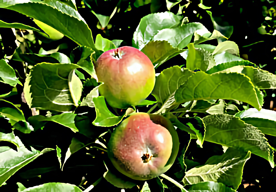 How to choose a fruit tree Westside Seattle